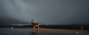 Scottish Red Dear Stag at Loch Tulla, Rannoch Moor