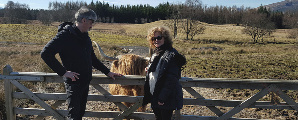 The local Highland Coo is always happy to welcome private tours